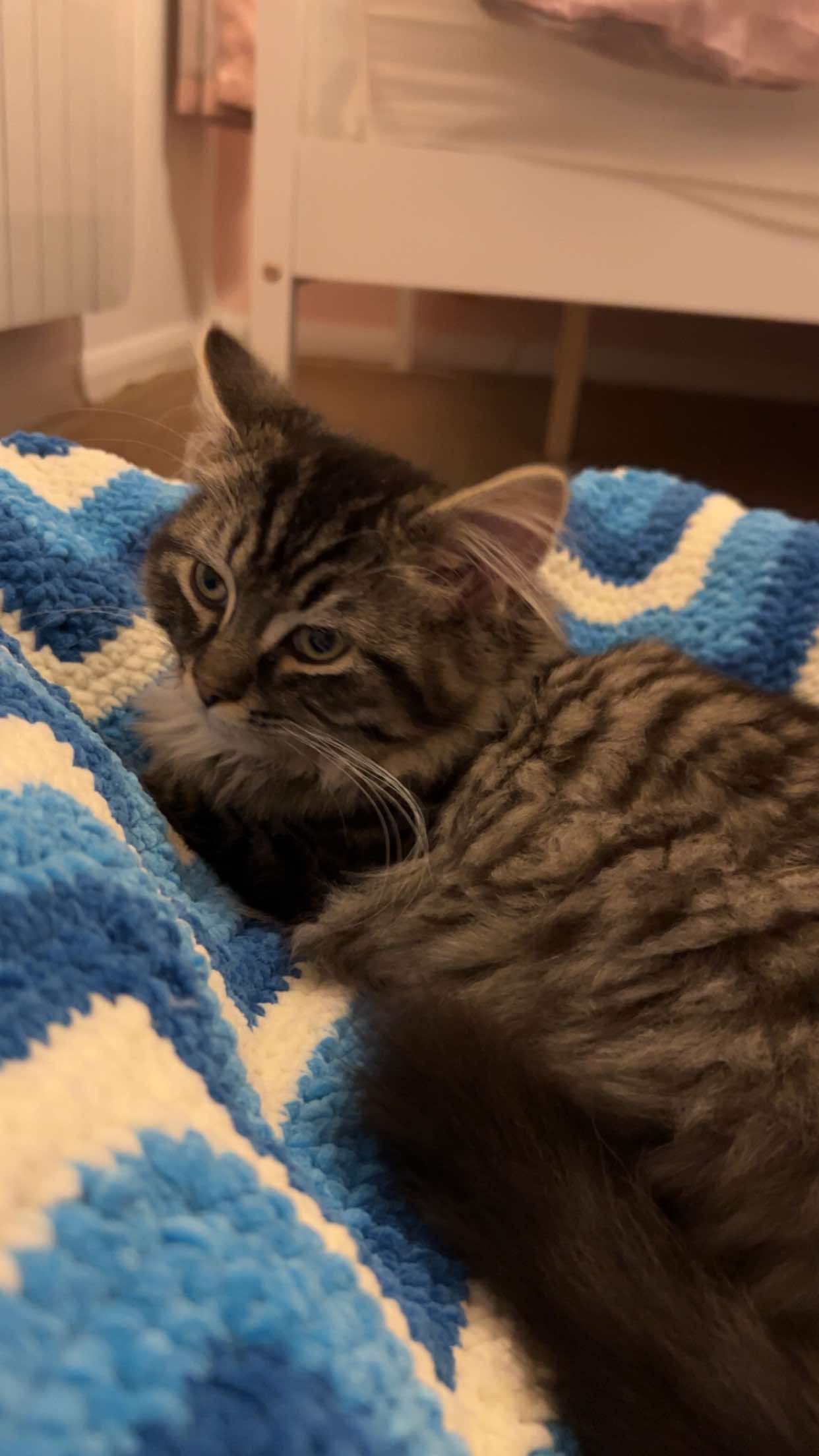Zigzag pet blanket