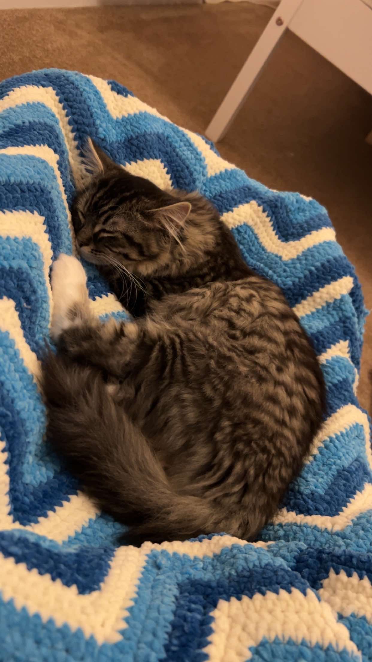 Zigzag pet blanket