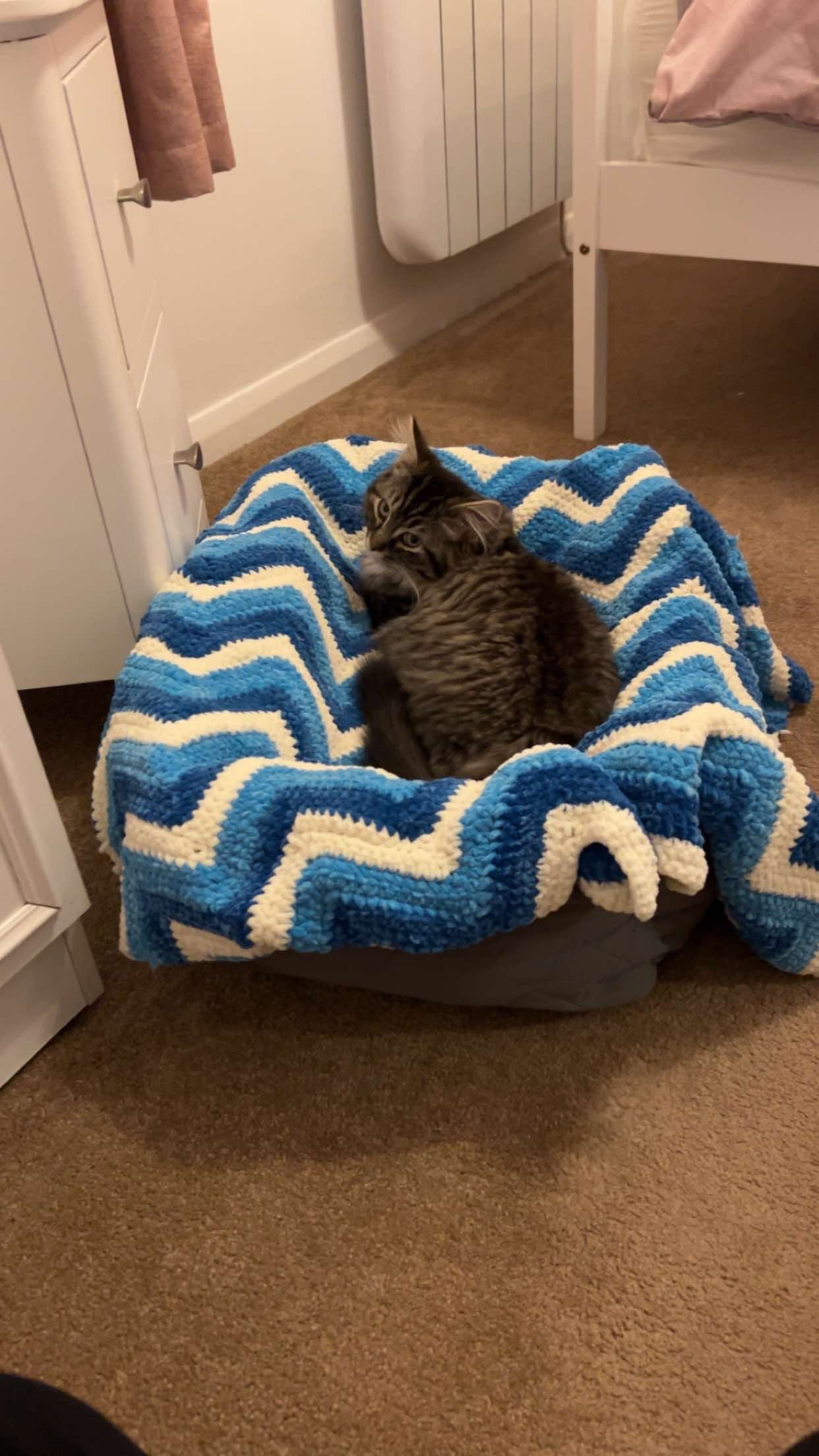 Zigzag pet blanket